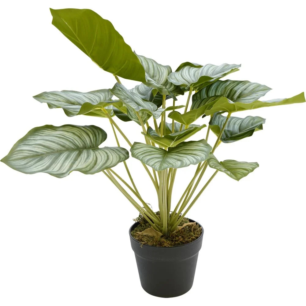 Kunstplant orbia h45cm