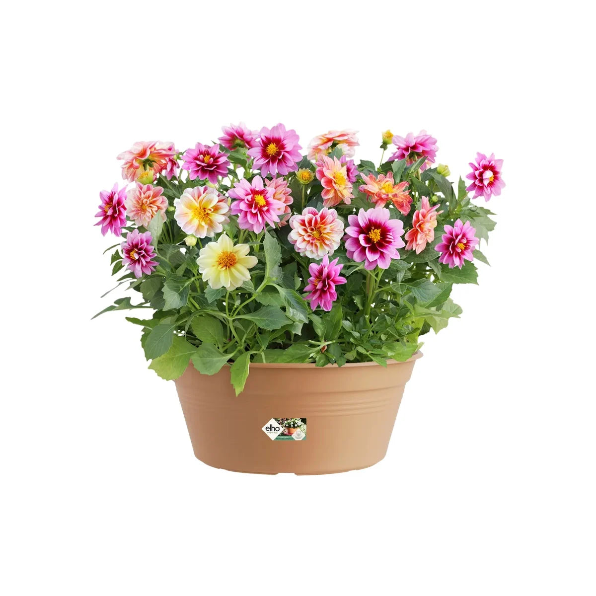 Elho - Green Basics Schaal Terra 27Cm