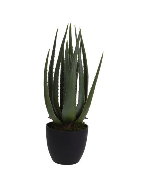 Plant in pot 45cm