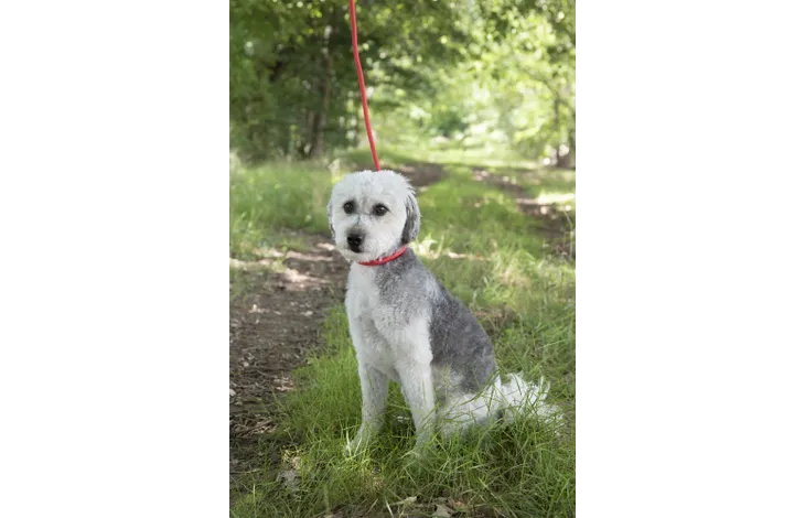 Rode anti-trek looplijn aan witte hond met verstelbare halslus