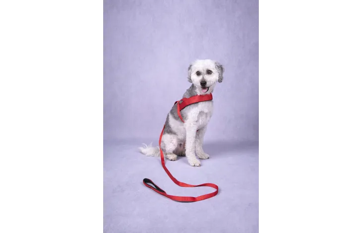 Flamingo - Looplijn Abbi Rood 130cm L x 2cm B x 0.2cm H