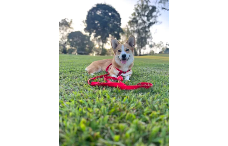 Flamingo - Looplijn Ziggi Rood 200cm L x 2.5cm B x 0.2cm H