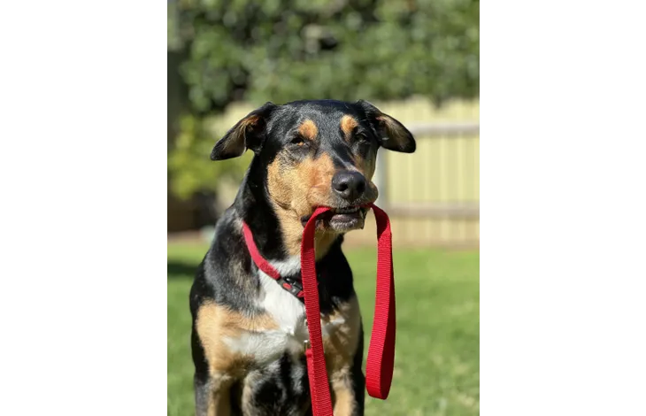 Flamingo - Looplijn Ziggi Rood 100cm L x 2.5cm B x 0.2cm H