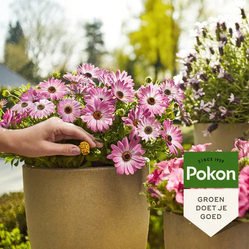 Plantenvoedingskegels met Pokon-label, bij roze bloemen in pot