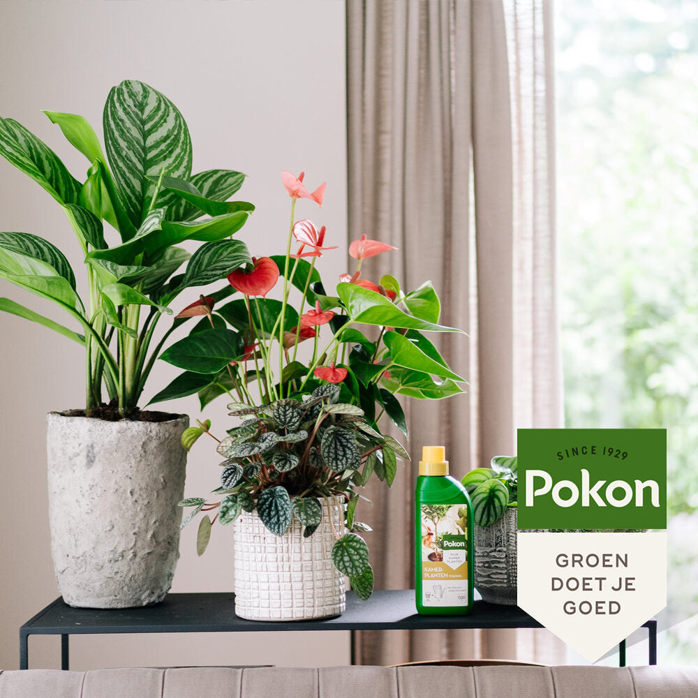 Pokon Kamerplanten Voeding 500ml