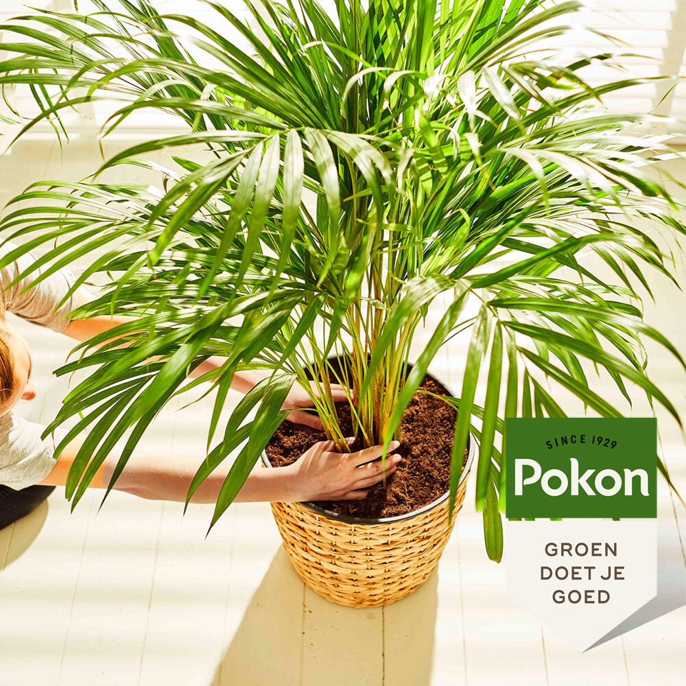 Pokon - Palm Voeding 250ml