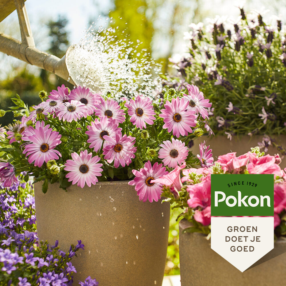 Pokon - Terras & Balkon Planten Voeding 500ml (Op=Op!)