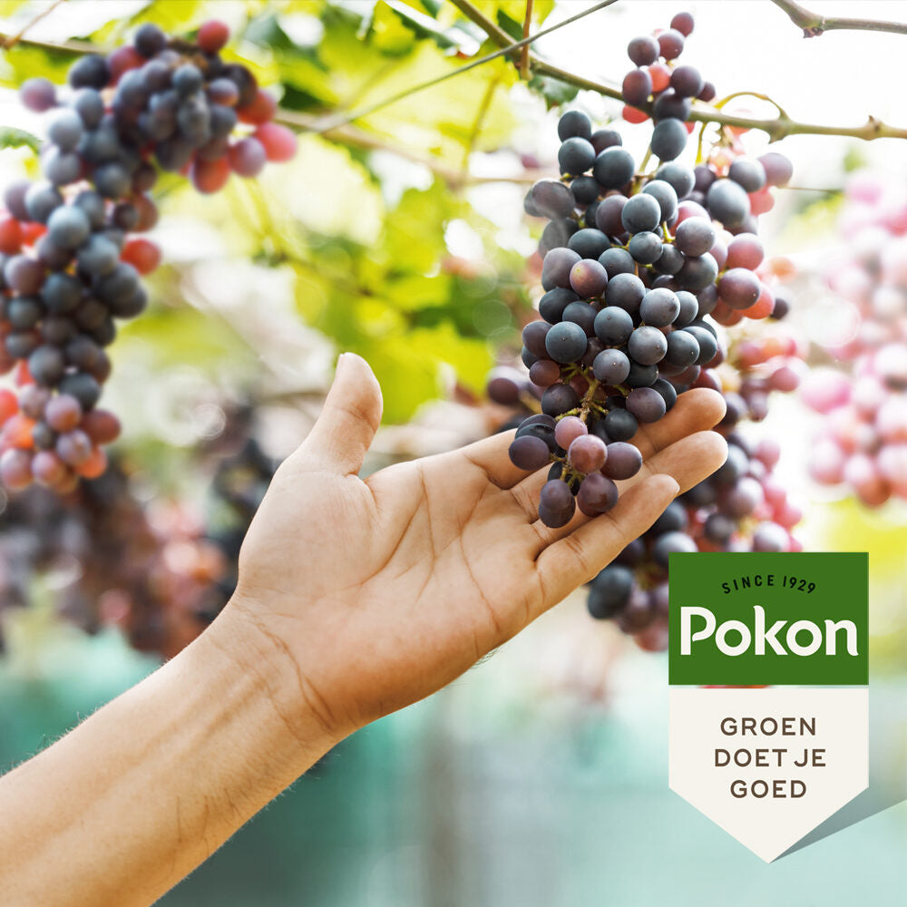 Pokon - Druiven Mest 1 kilo voor 120 dagen voeding