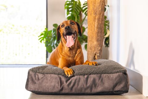 Designed by Lotte Yndis - Hondenkussen - Antraciet - 100x70x15 cm