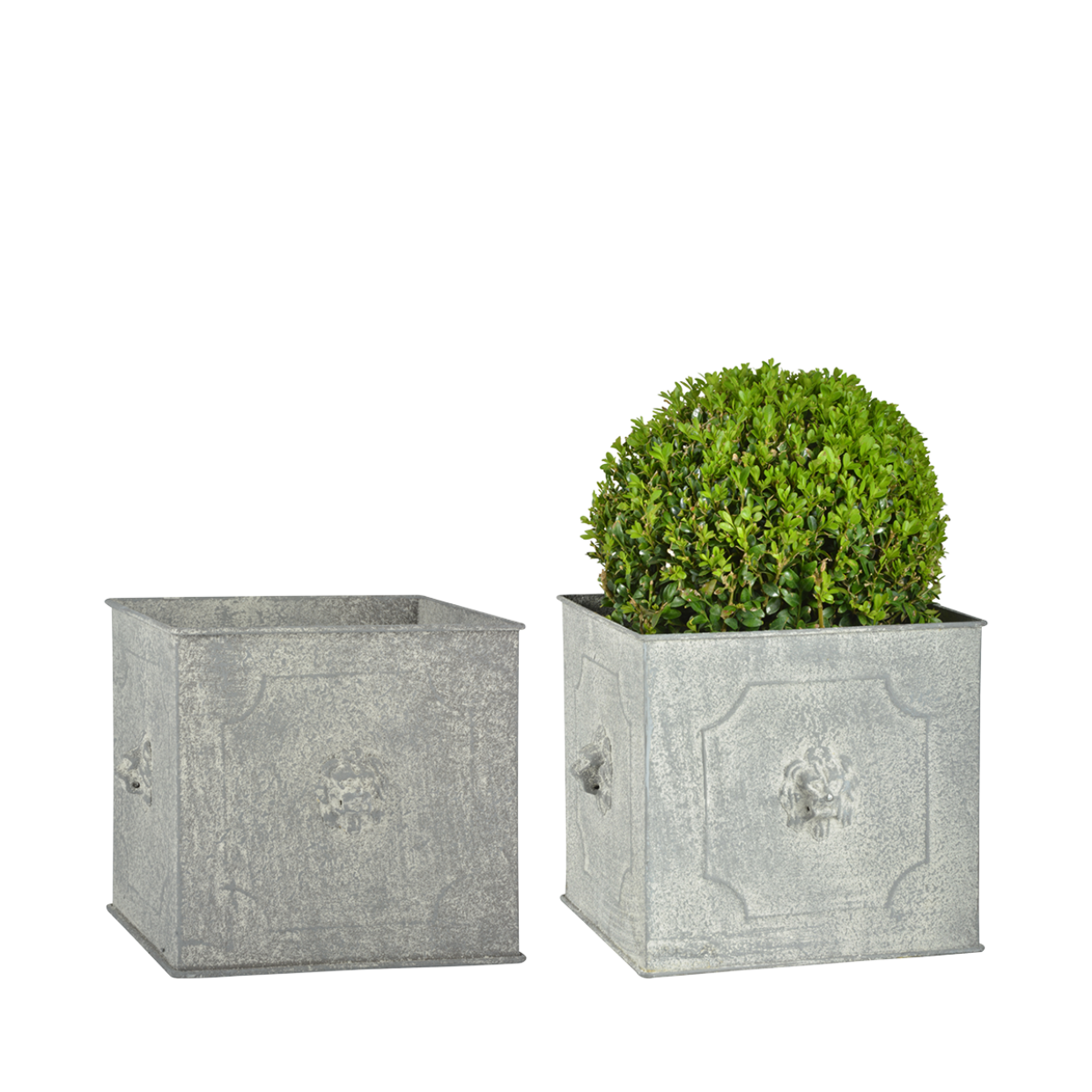 Set van 2 vierkante metalen bloempotten met leeuwreliëf, met groene beplanting