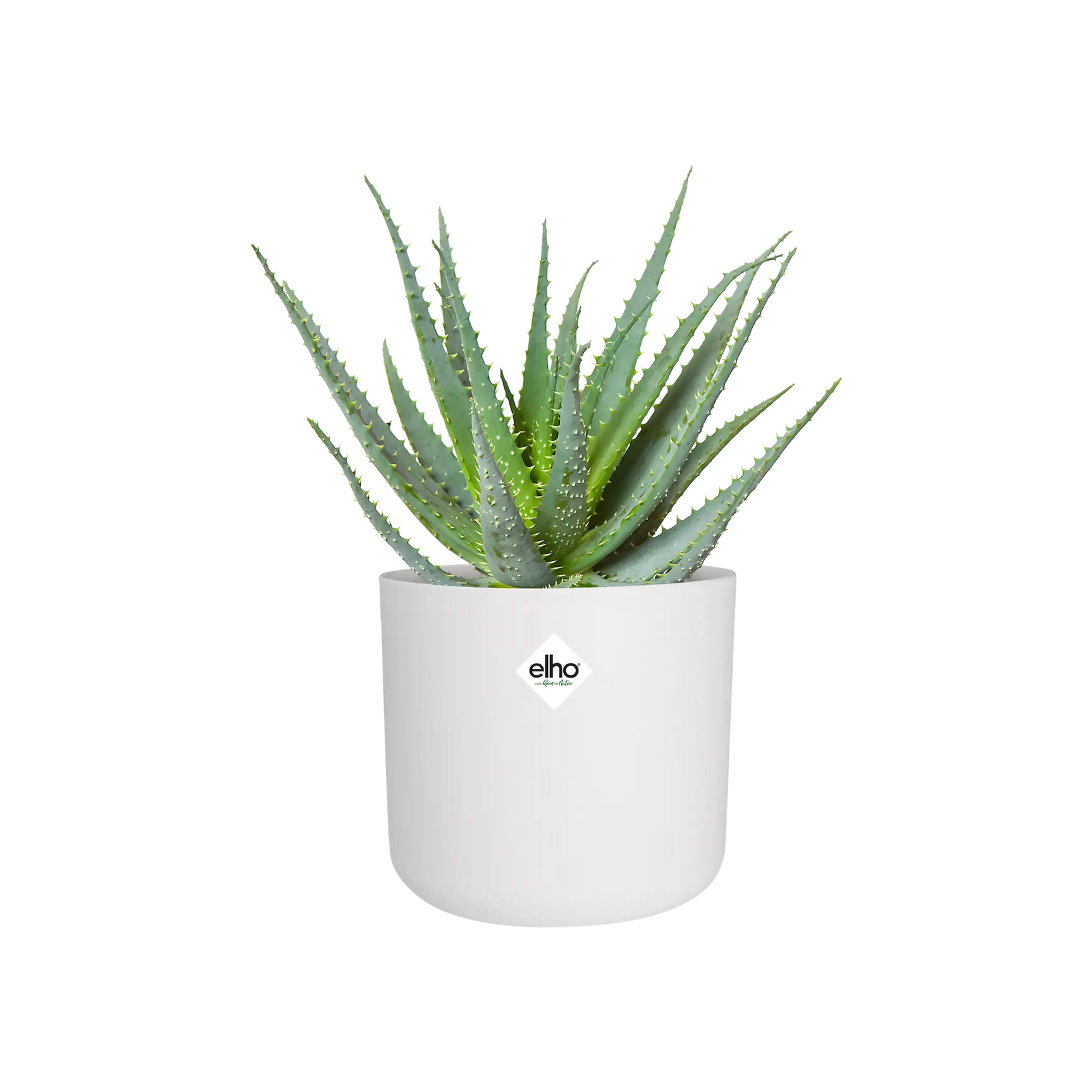 Witte ronde bloempot met groene cactusplanten