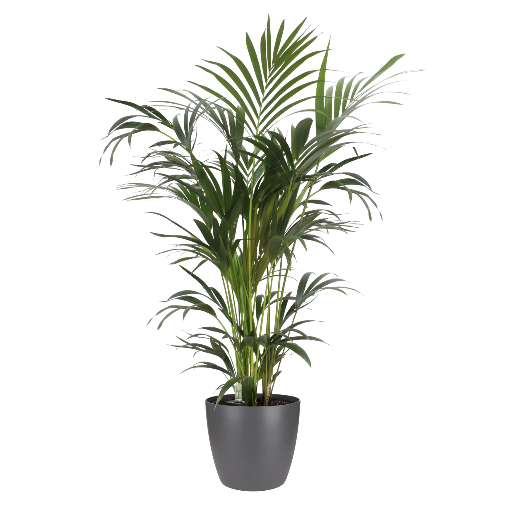 Ronde antraciet plantenpot met groen siergras