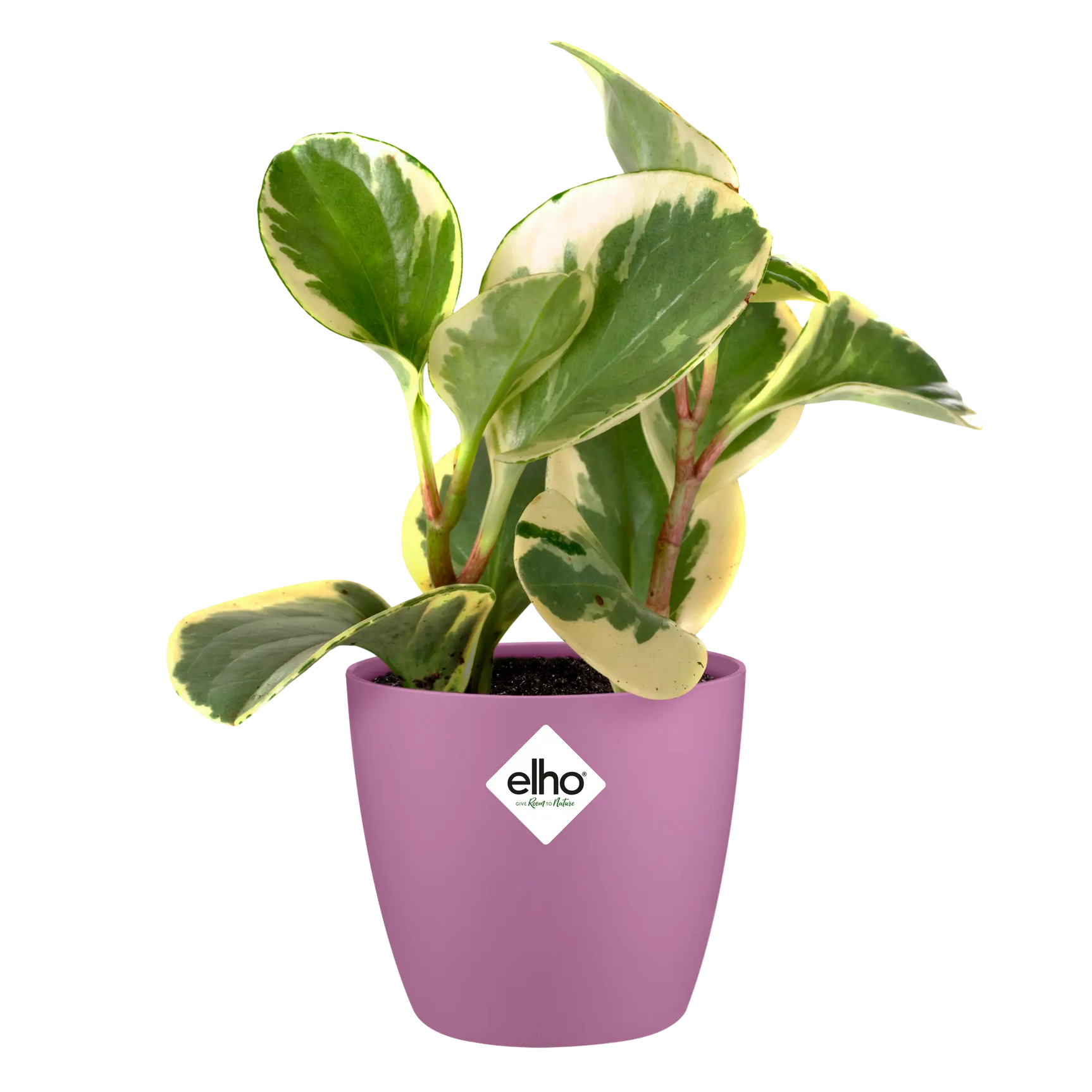 Elho bloempot brussels rond mini 10,5 cm vivid violet met bonte planten