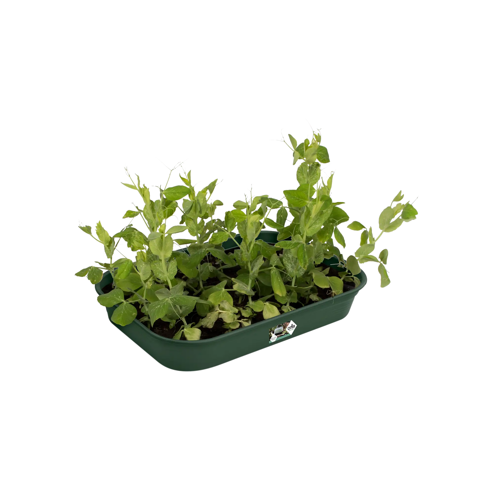 Elho - green basics kweektray m B 36 x H 6 x D 27 cm