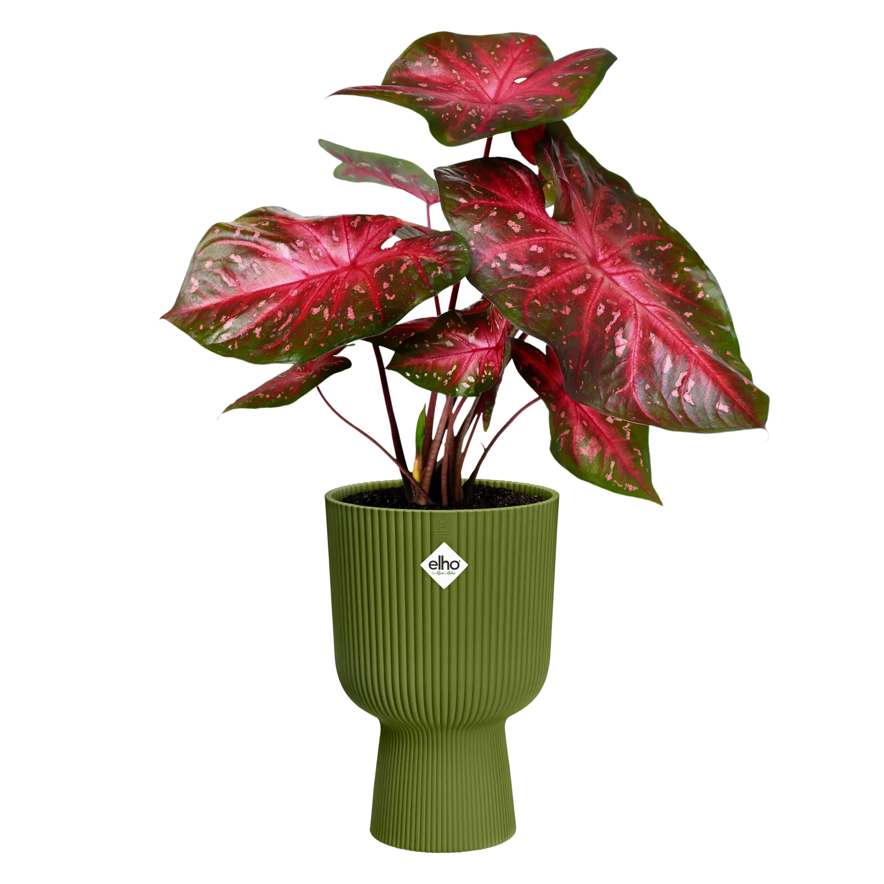 Elho Vibes fold plantenbak met rode plant, olijfgroen geribd
