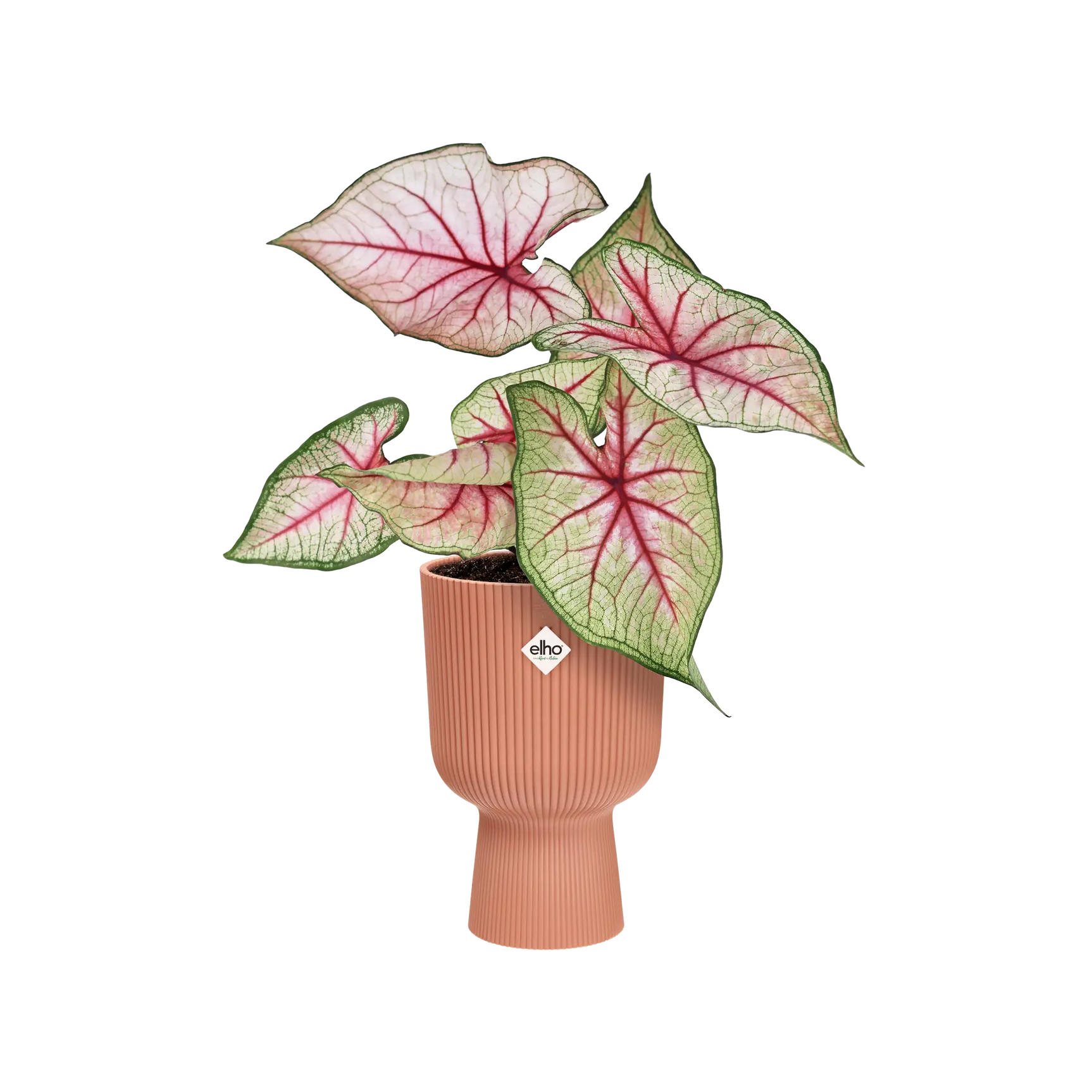Elho - vibes fold coupe 14cm delicate pink