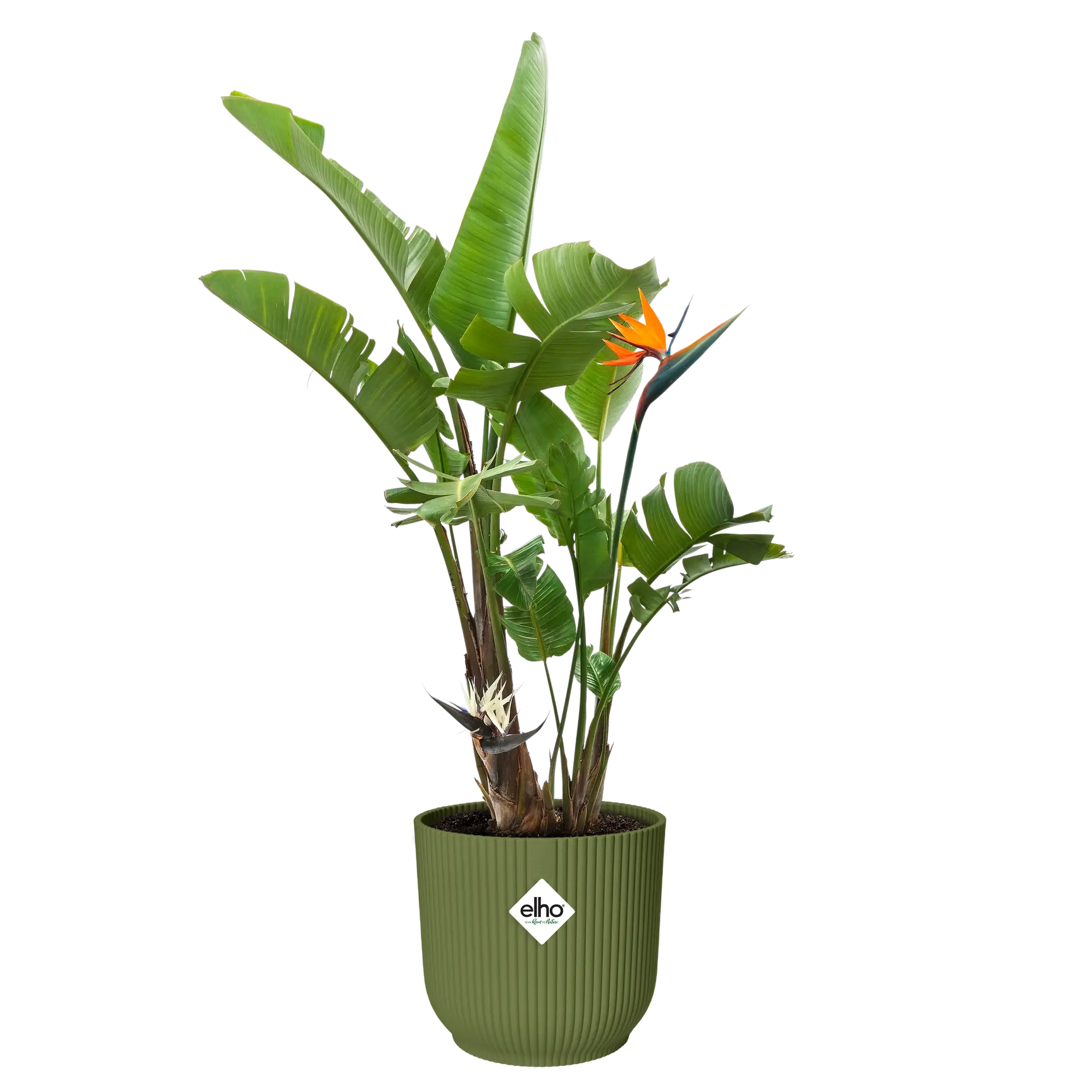 Elho plantenpot vibes fold rond varengroen met palmplant