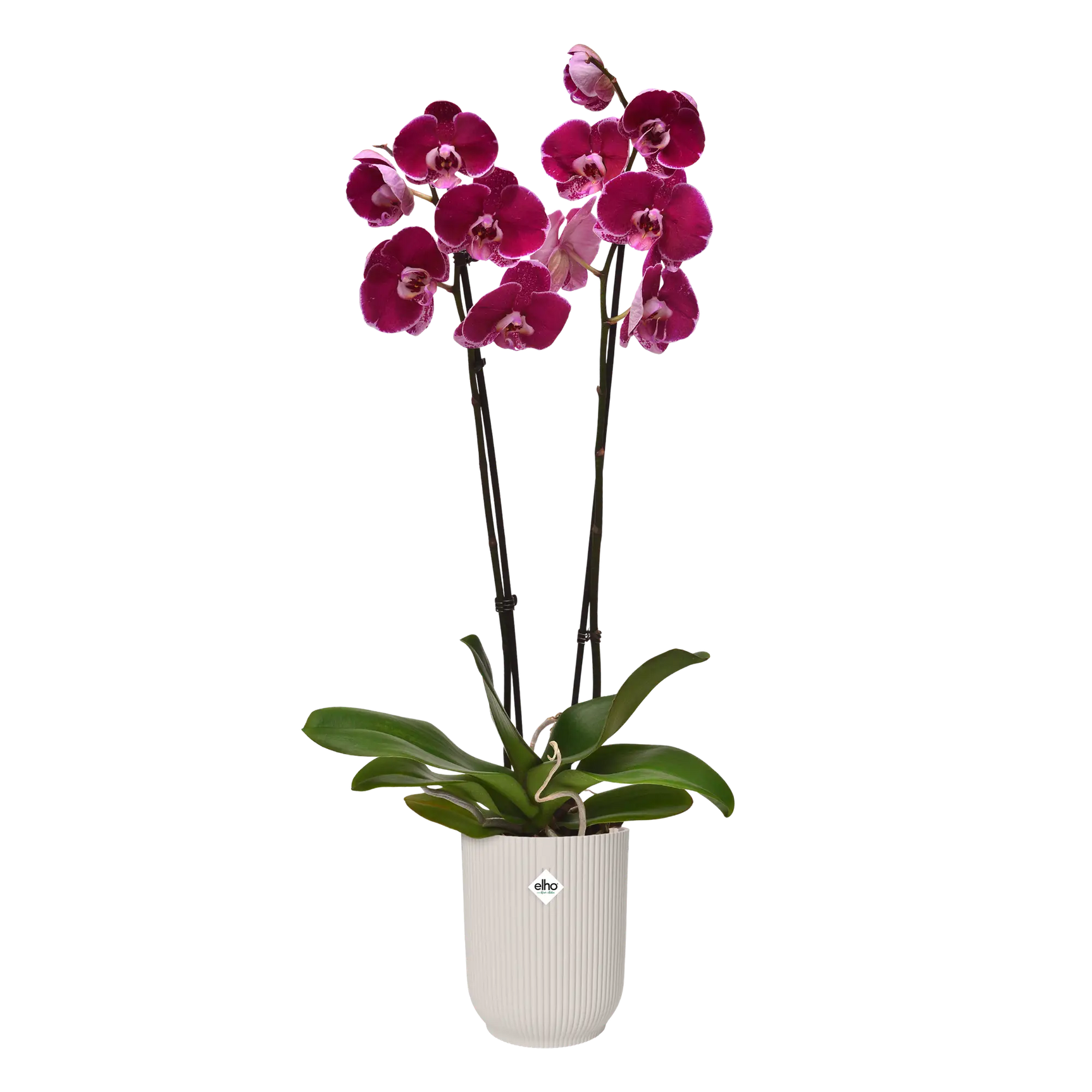 Elho - vibes fold orchid high 12,5cm linnen wit