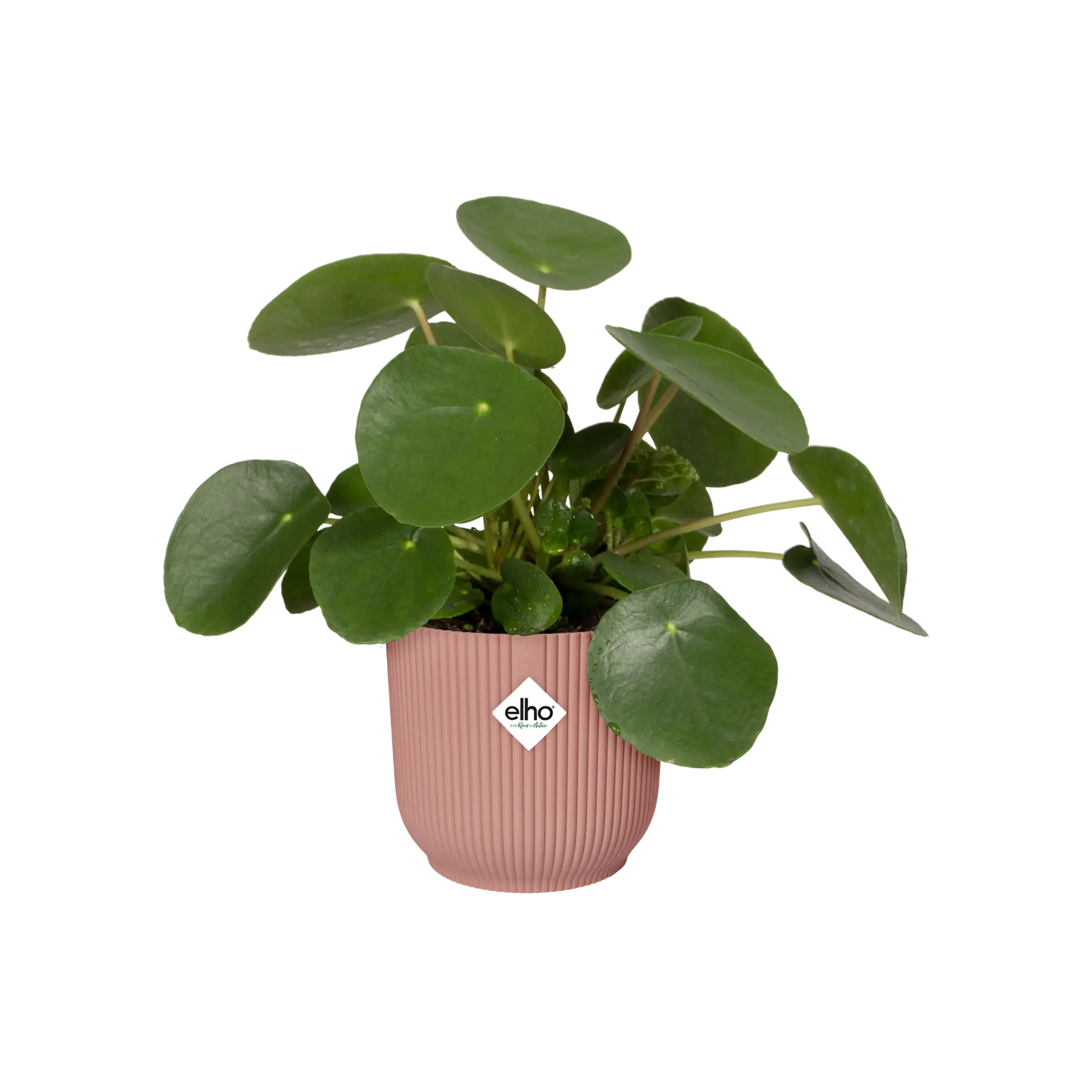 Roze plantenpot met ribbelstructuur met groene kamerplant erin