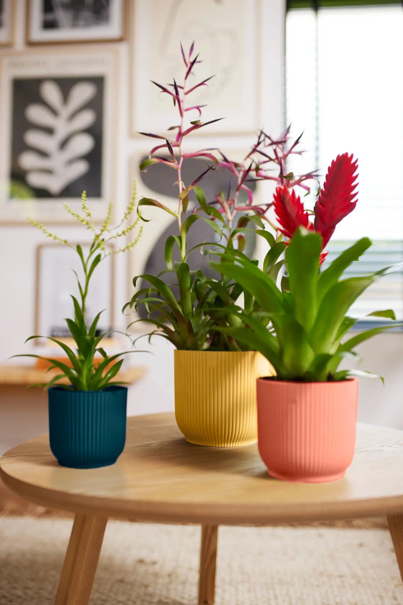 Drie ronde plantenpotten met ribbelstructuur in blauw, geel en roze