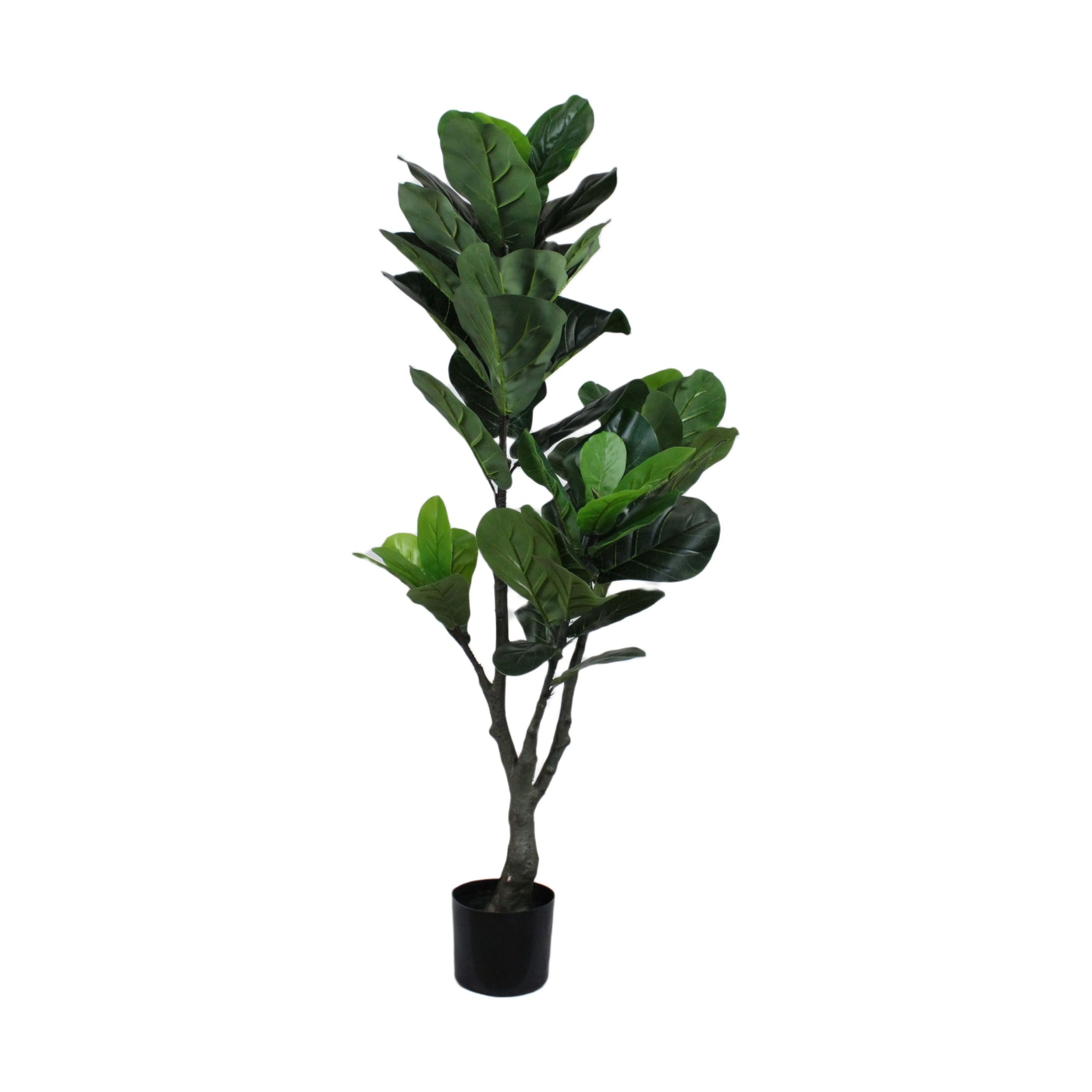 Plant ficus lyrata kunst