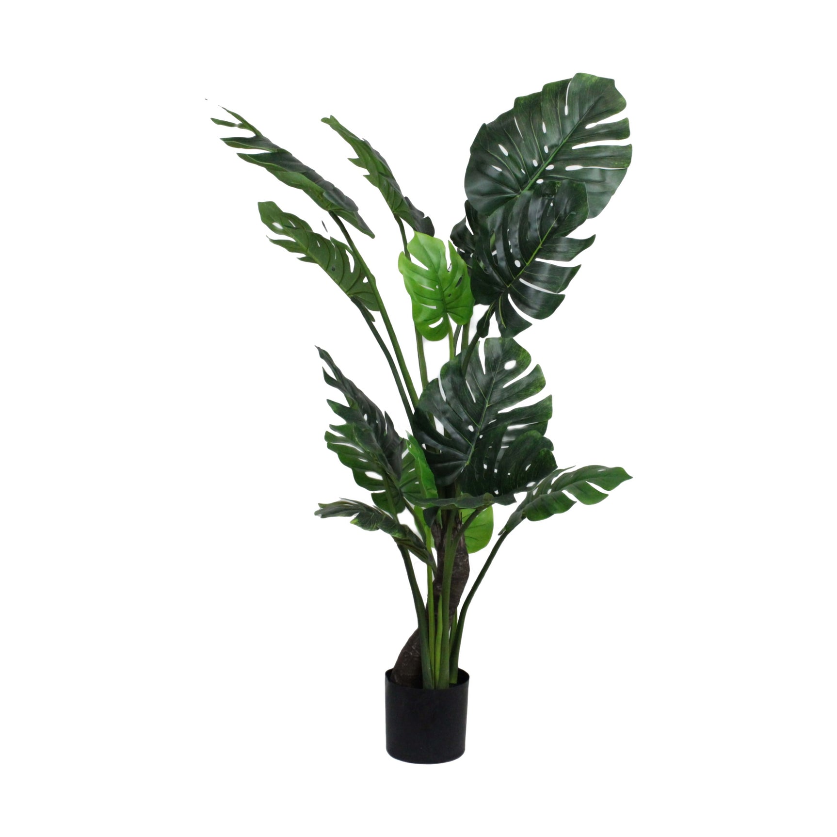 Plant monstera kunst