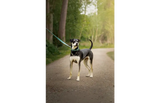 Hond met groene neopreen looplijn en metalen ring