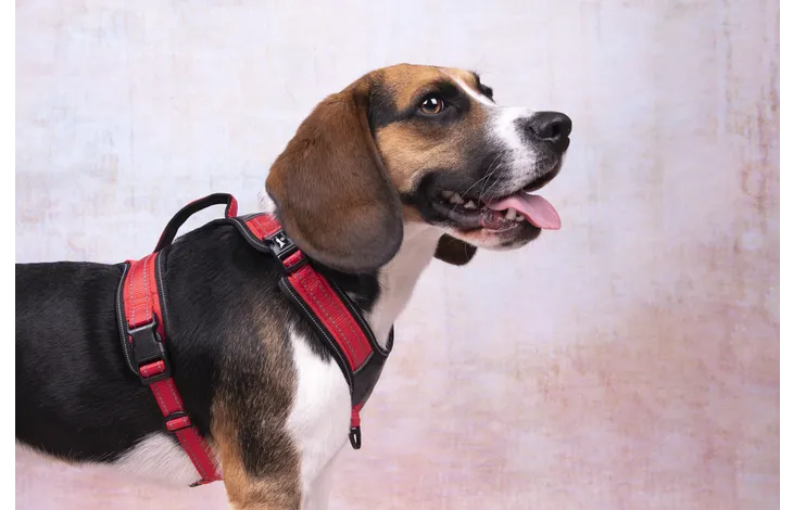 Flamingo - Harnas Toga Rood XL | A:61cm B:94-132cm