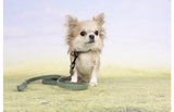 Chihuahua met groene Flamingo halsband Leano XS met oranje koord en zwarte gesp