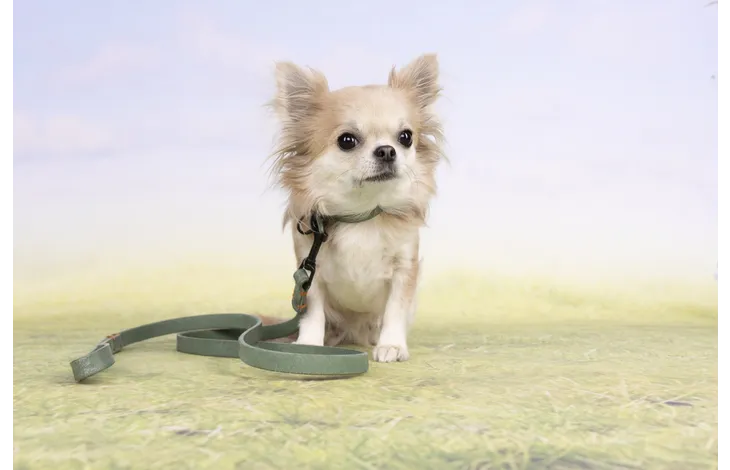 Hond draagt groene halsband met zwarte gespsluiting en oranje stiksels.