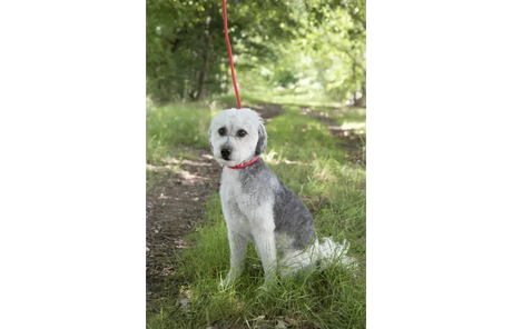 Flamingo - Anti-trek looplijn Aiden Rood 130cm L x 1cm B x 1cm H - Ø 1cm