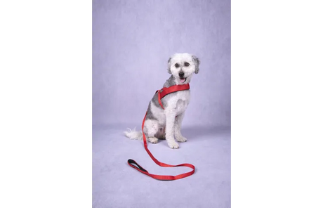 Flamingo - Looplijn Abbi Rood 130cm L x 1.5cm B x 0.2cm H