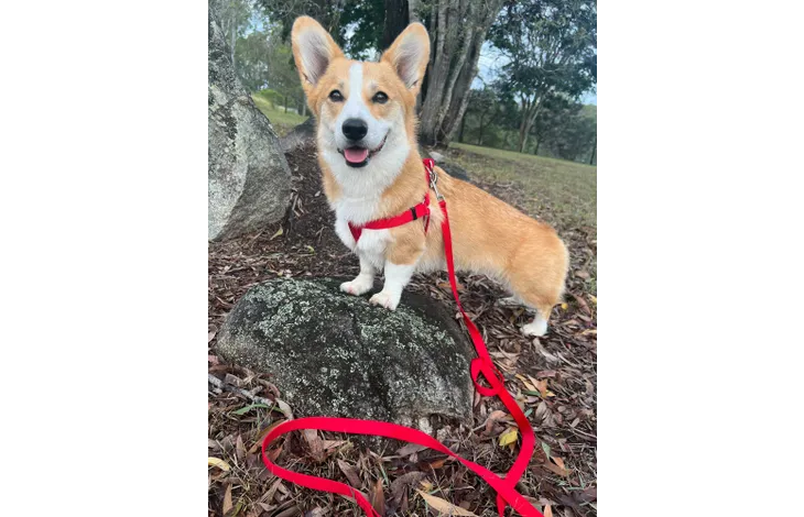 Rood hondentuig op een kleine corgi, verstelbare banden en voorlus