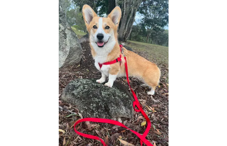 Flamingo - Looplijn Ziggi Rood 200cm L x 2.5cm B x 0.2cm H