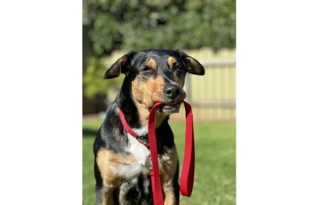 Flamingo - Looplijn Ziggi Rood 130cm L x 1cm B x 0.2cm H