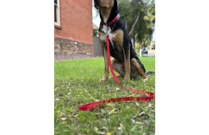 Rode looplijn voor een zittende hond, op het gras liggend