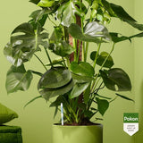 Pokon - Watermeter voor kamerplanten (1 stuks)