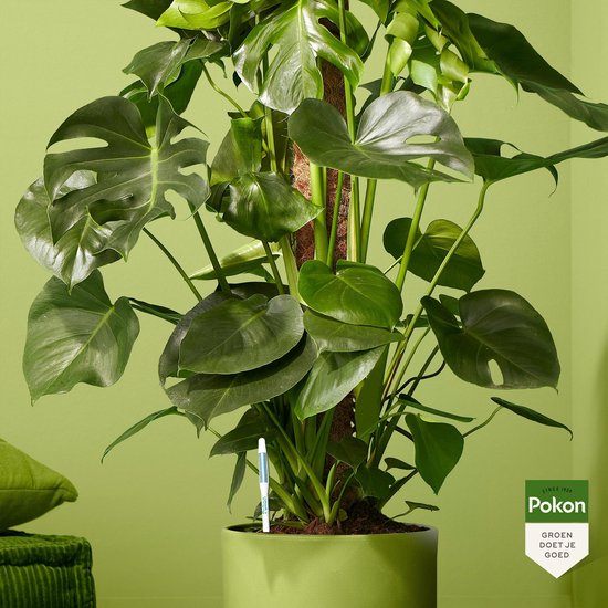Pokon - Watermeter voor kamerplanten (1 stuks)