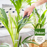 Palmplant met hand die bladeren bijsnijdt