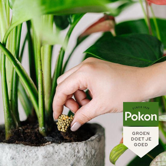 Pokon voedingskegels voor terras & balkonplanten, korrels in plantgat met hand