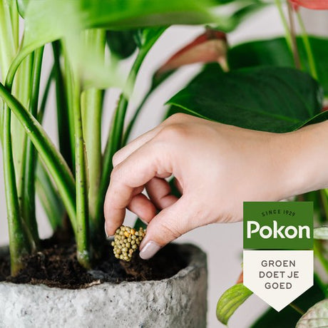 Pokon voedingskegels voor terras & balkonplanten, korrels in plantgat met hand