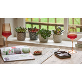 Planter keramiek 4col assorti