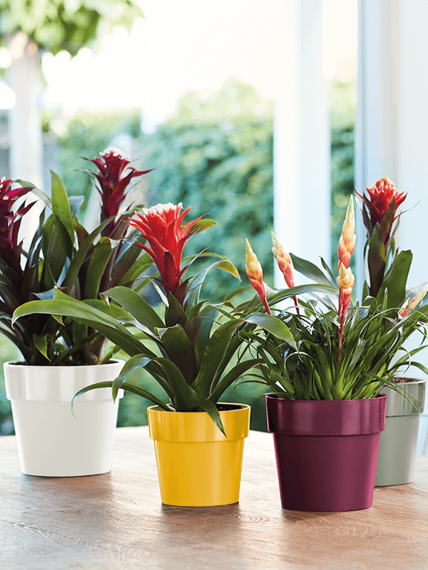 Ronde plantenpot lichtgroen met brede rand, op houten tafel tussen andere potten
