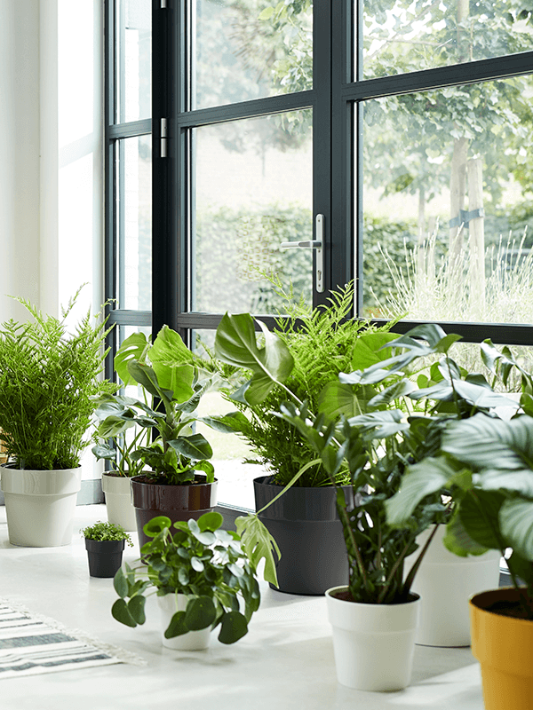 Ronde zwarte en witte plantenbakken met kamerplanten bij een raam