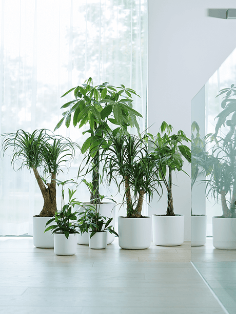 Set witte ronde plantenpotten met groene kamerplanten, meerdere maten