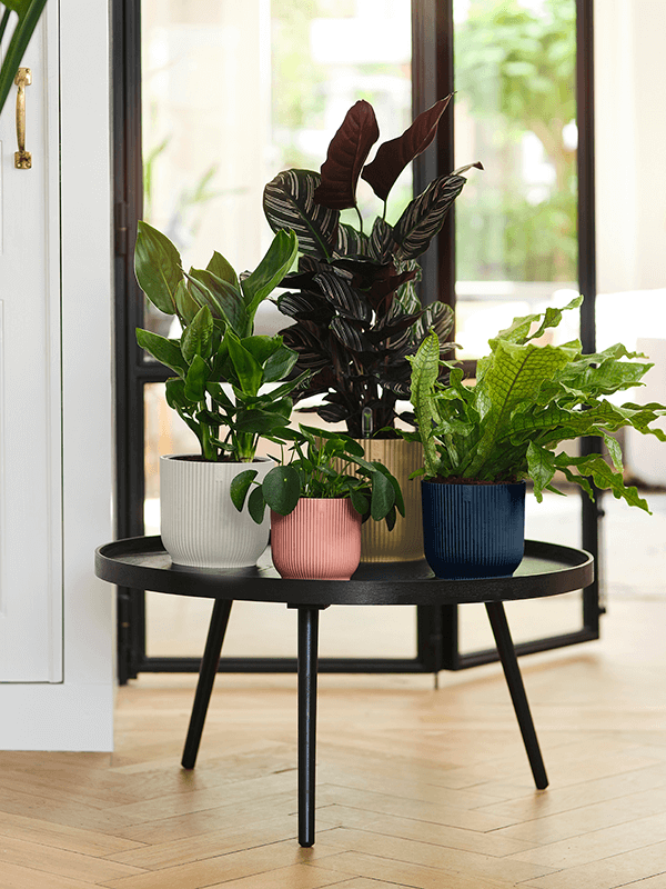 Ronde plantenpotten met ribbelstructuur in wit, roze en blauw