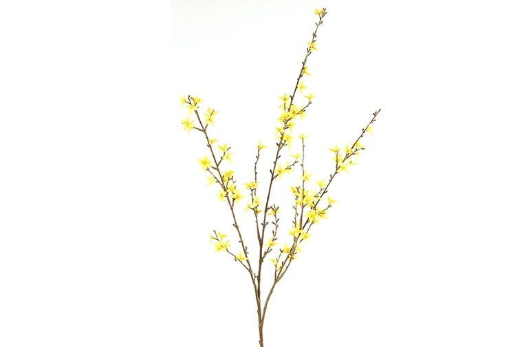 Forsythia L geel-L120B13H1,5CM