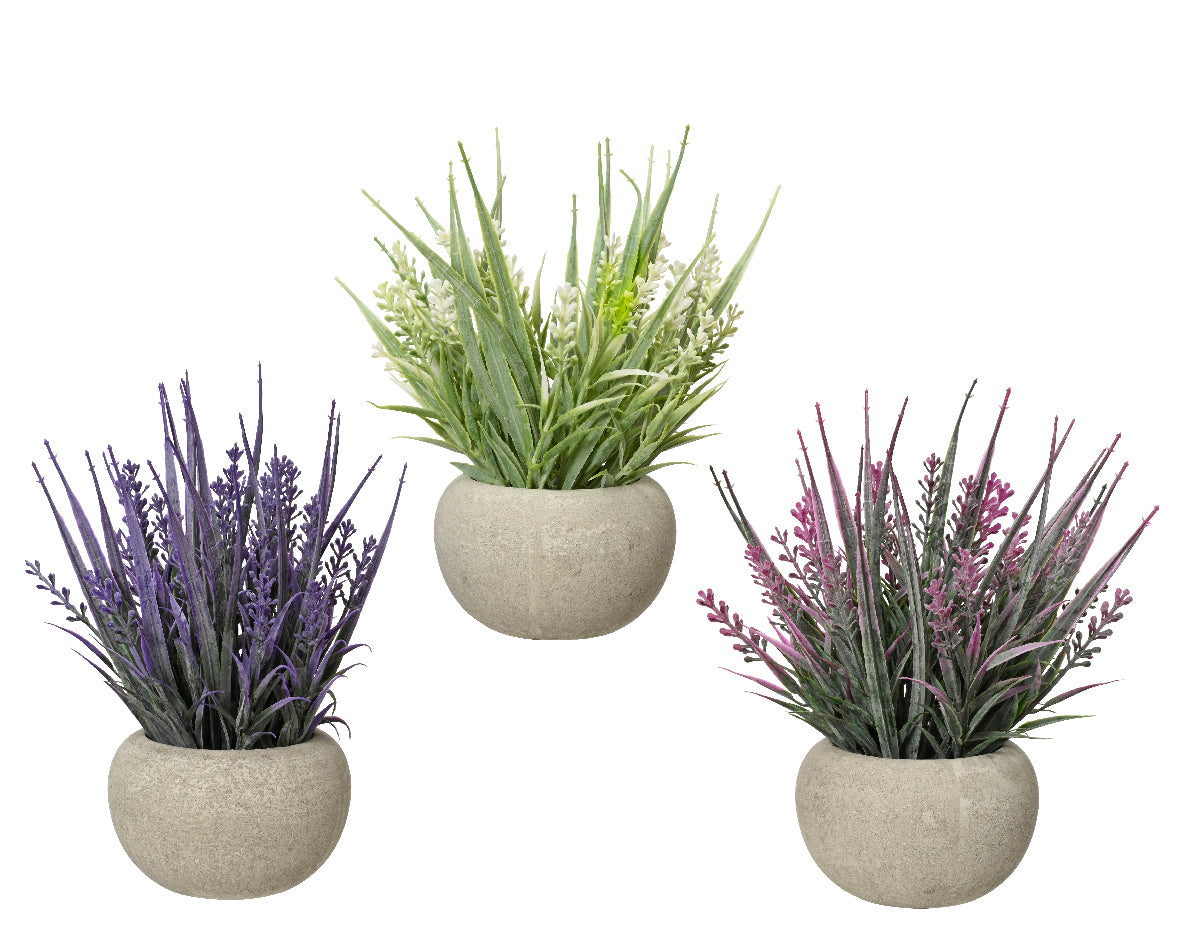 Lavendel in pot plastic assorti