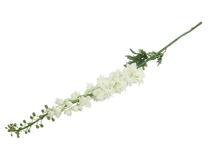 Delphinium wit-L10B10H137CM