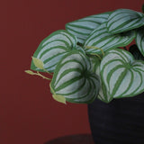 Philodendron groen-L26B22H17CM